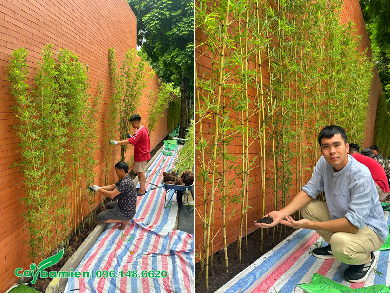 Thi công trồng cây cho Trường Hanoi Academy