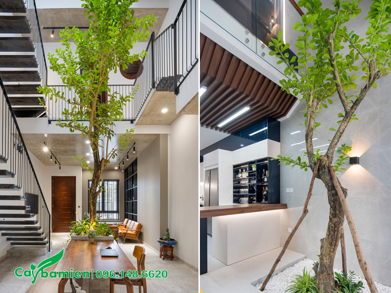 Cây Đào Tiên trồng trong nhà phố tại vị trí bên dưới giếng trời