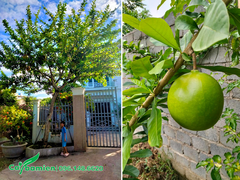 Cây Đào Tiên trồng trước cổng nhà