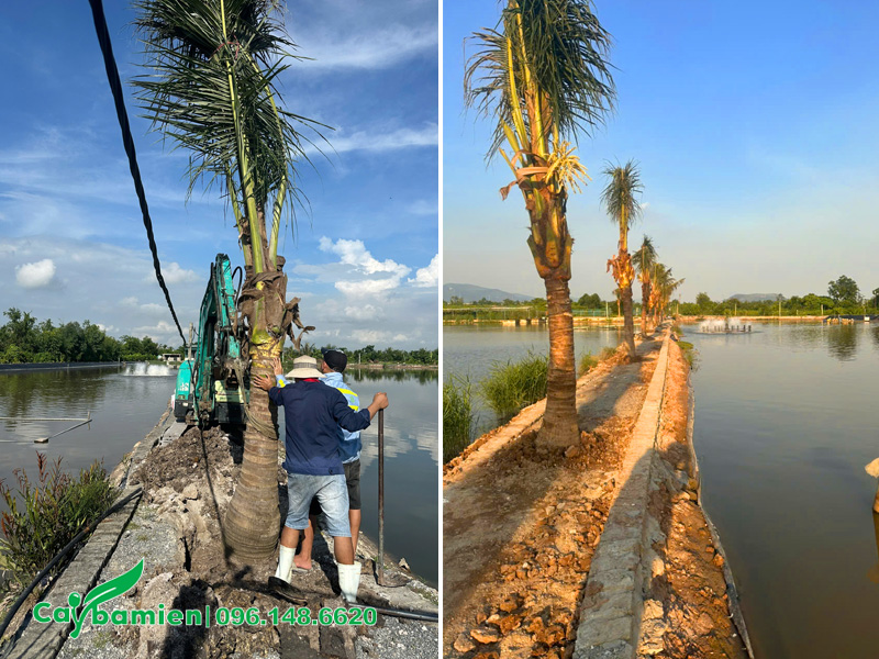 Tiến hành trồng cây dừa cho đầm cá ở Uông Bí, Quảng Ninh