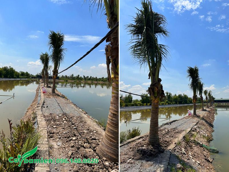 Hàng dừa mới trồng trên các lối đi ngăn giữa các đầm nuôi