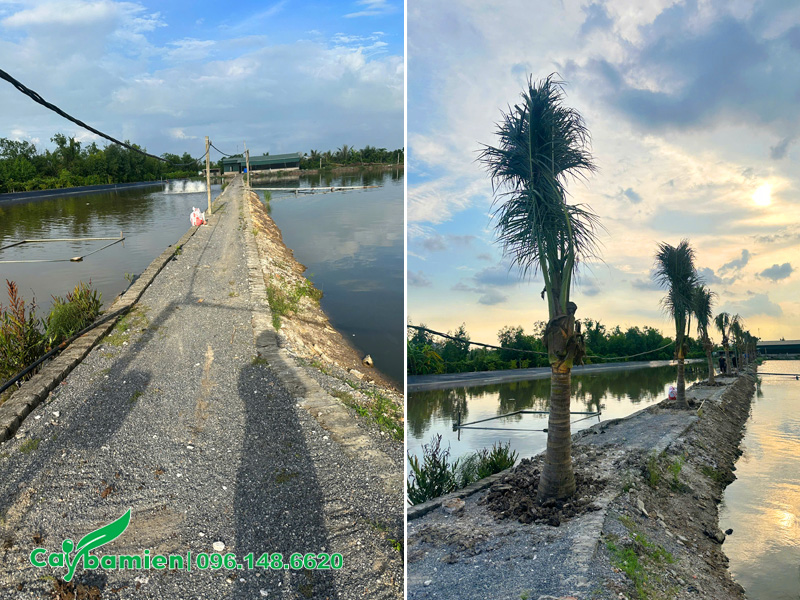 Trồng cây dừa cho lối đi nhỏ giữa các đầm tại khuôn viên đầm cá ở Uông Bí