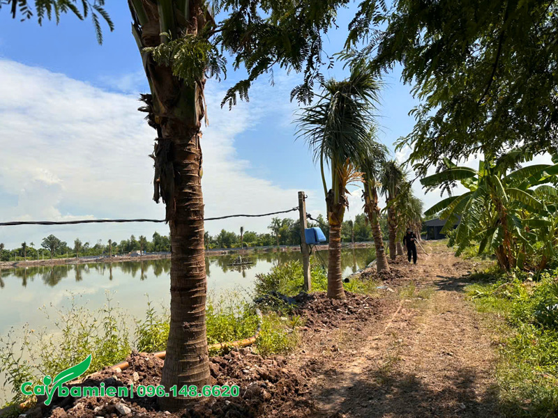 Trồng hàng dừa lóng cao 2.5m cho đầm cá ở Uông Bí, Quảng Ninh