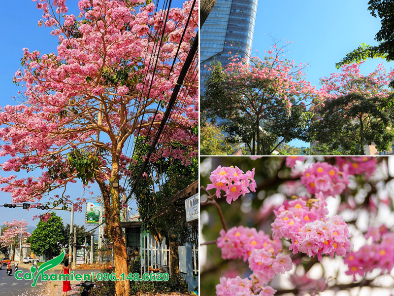 Cây Kèn Hồng trồng vỉa hè đường phố, khu đô thị