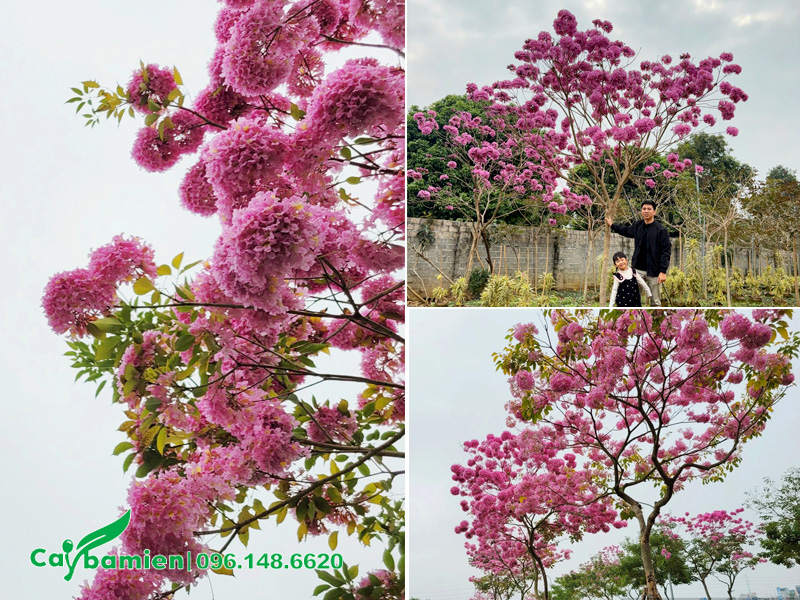 Trồng cây hoa phong linh tím cho sân vườn biệt thự