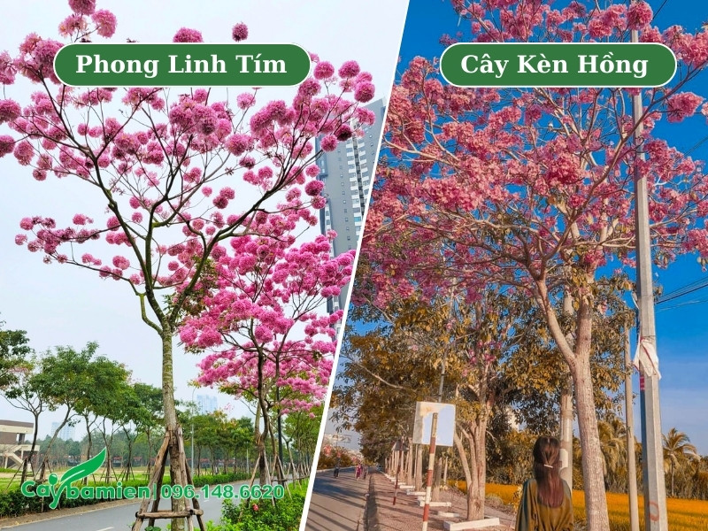Những hàng cây phong linh tím và cây kèn hồng trồng trong khu đô thị