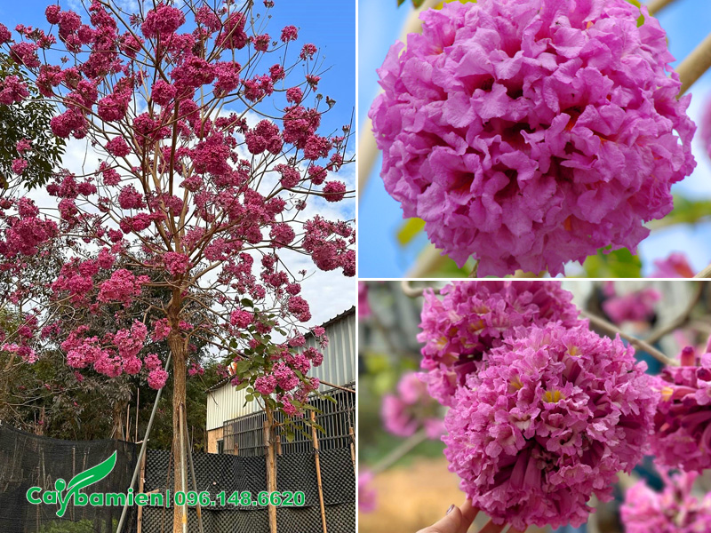 Cây công trình hoa tím đẹp, chùm hoa hình cầu ấn tượng