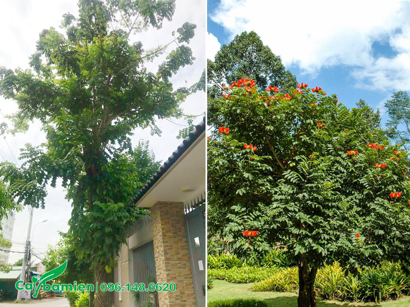 Trồng cây Sò Đò Cam trước nhà để lấy bóng mát