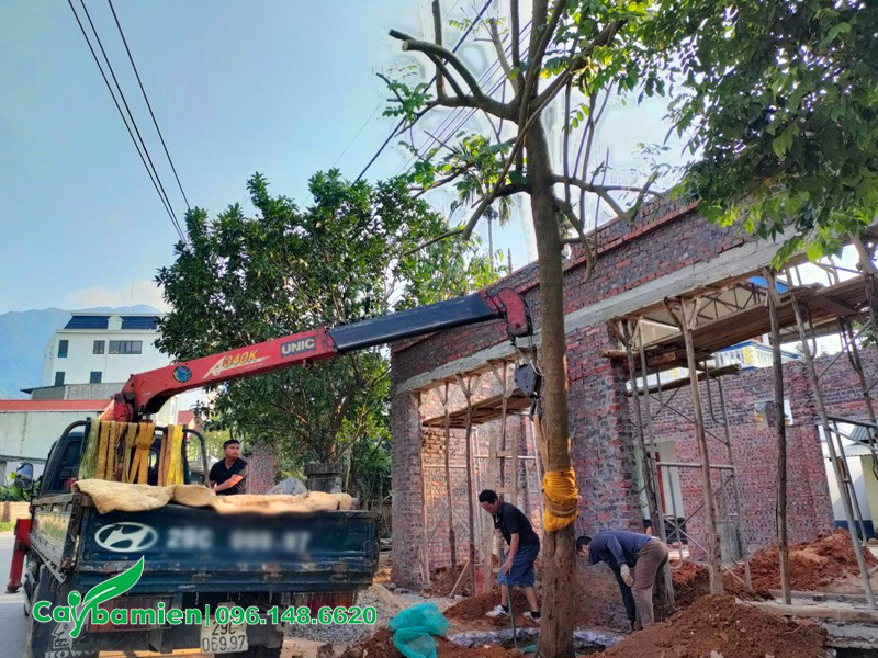 Trồng cây Sò Đo Cam công trình trước nhà