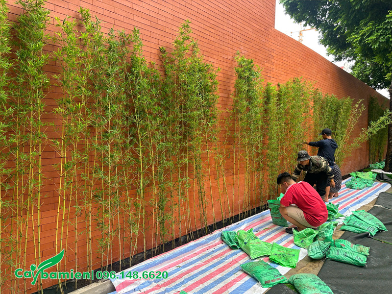 Những hàng rào bằng cây Trúc Quân Tử đang được thi công