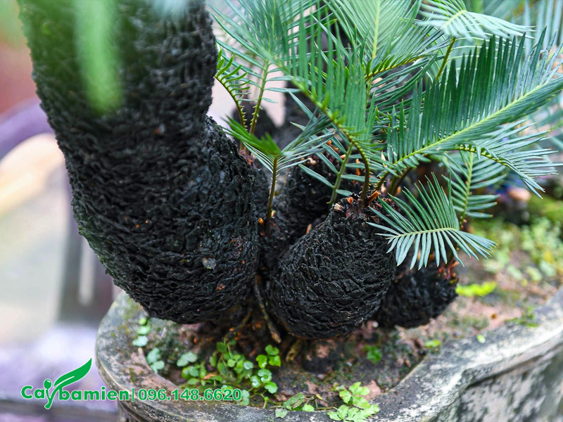 Chậu cây Vạn Tuế bonsai hàng chục năm tuổi