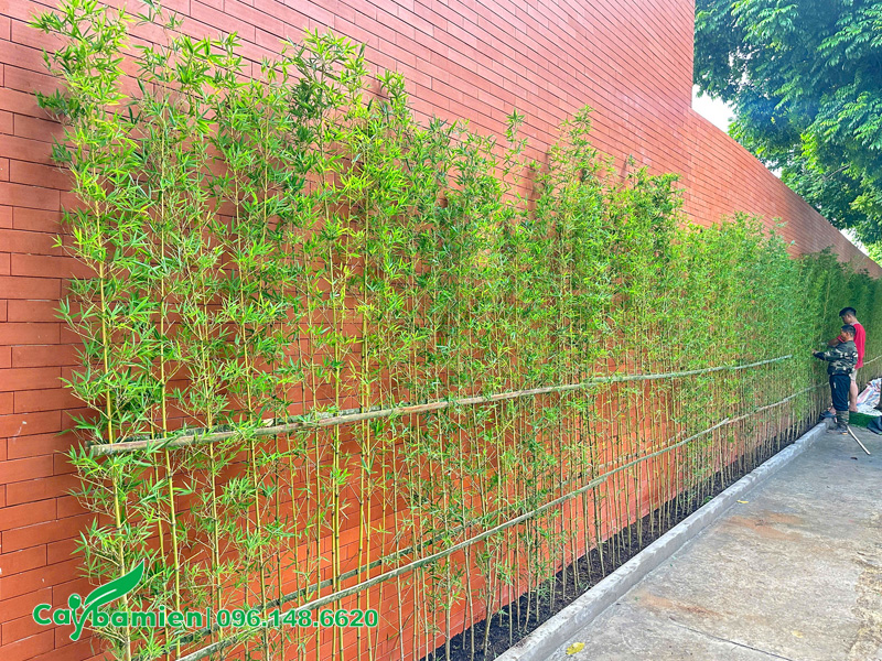 Hàng rào cây trúc quân tử mới trồng