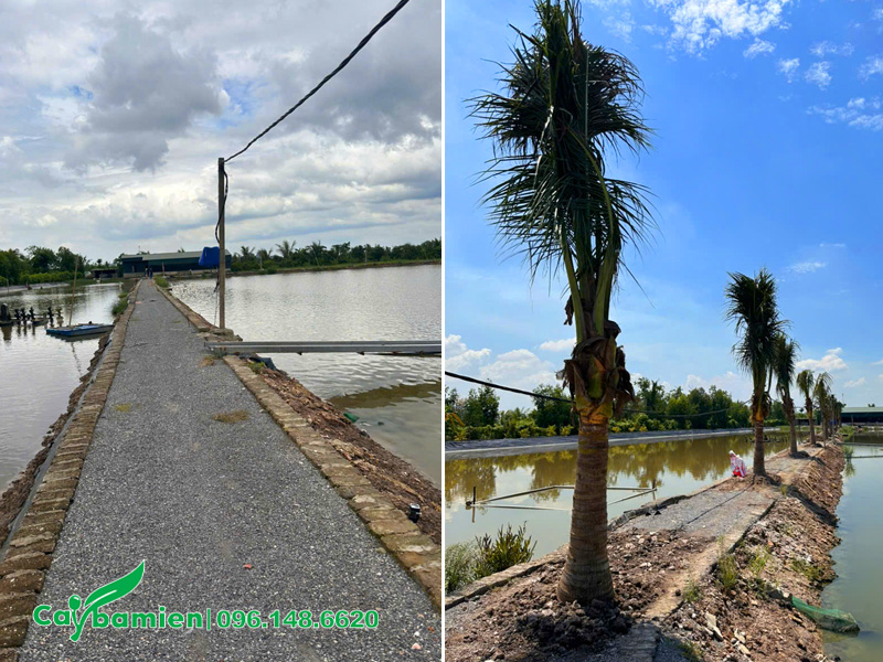 Con đường nhỏ giữa các đầm cá cũng được trồng những hàng dừa thẳng tắp