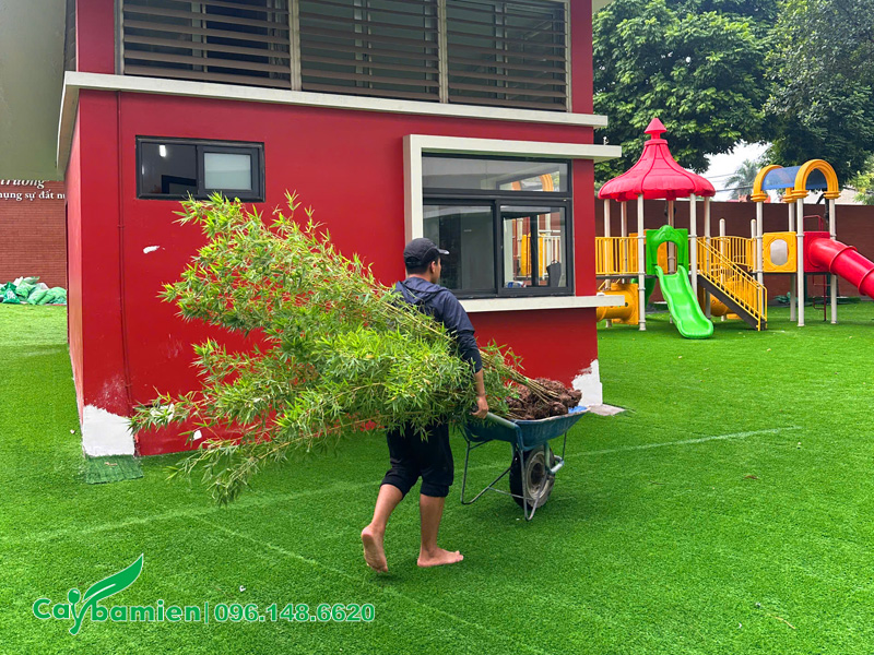 Thợ thi công đang cẩn thận di chuyển cây vào nơi trồng