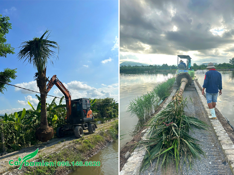 Những chiếc máy múc nhỏ đang đưa cây dừa vào vị trí trồng