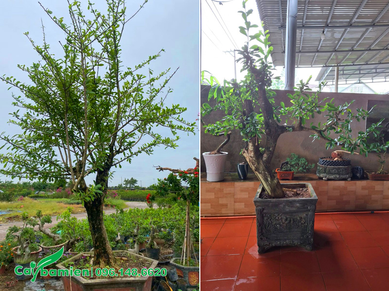 Cây Đào Tiên trồng chậu cảnh đẹp, đặt trước sân nhà