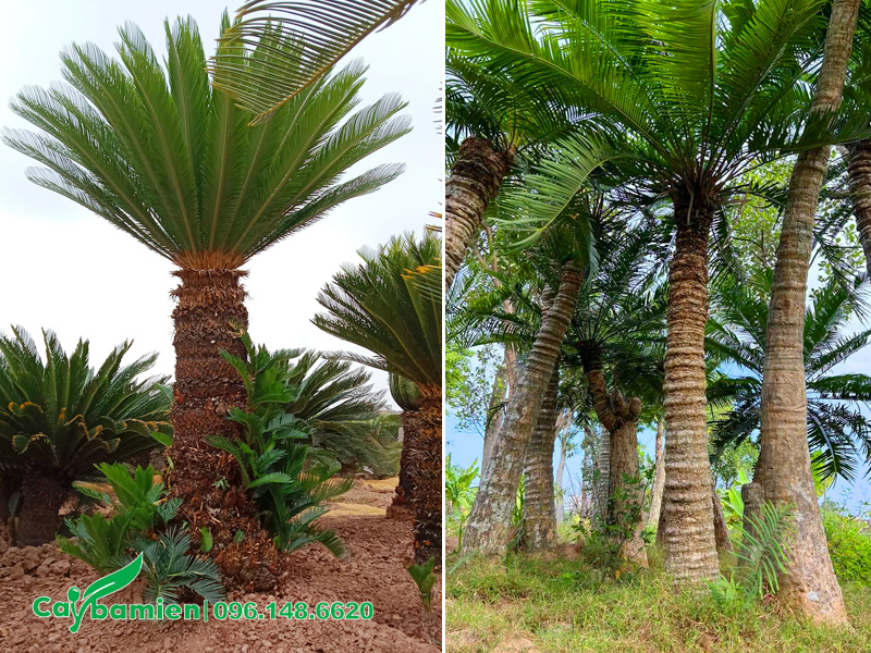 Vạn Tuế và Thiên Tuế cổ thụ, chiều cao 2 - 3m