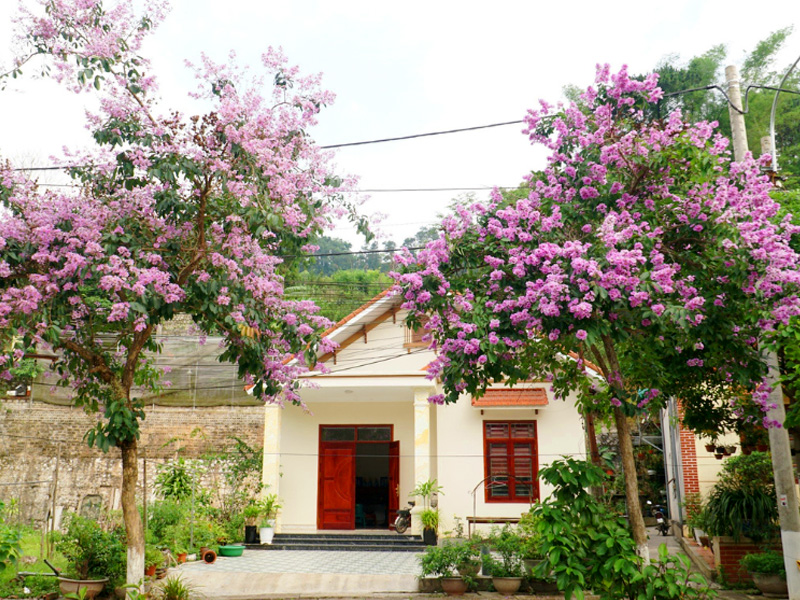 Trồng cây bằng lăng tím trước cổng nhà