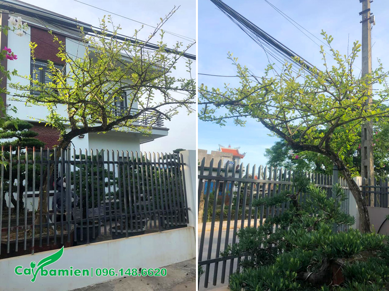 Cây Đào Tiên dáng bay trồng trước nhà ở