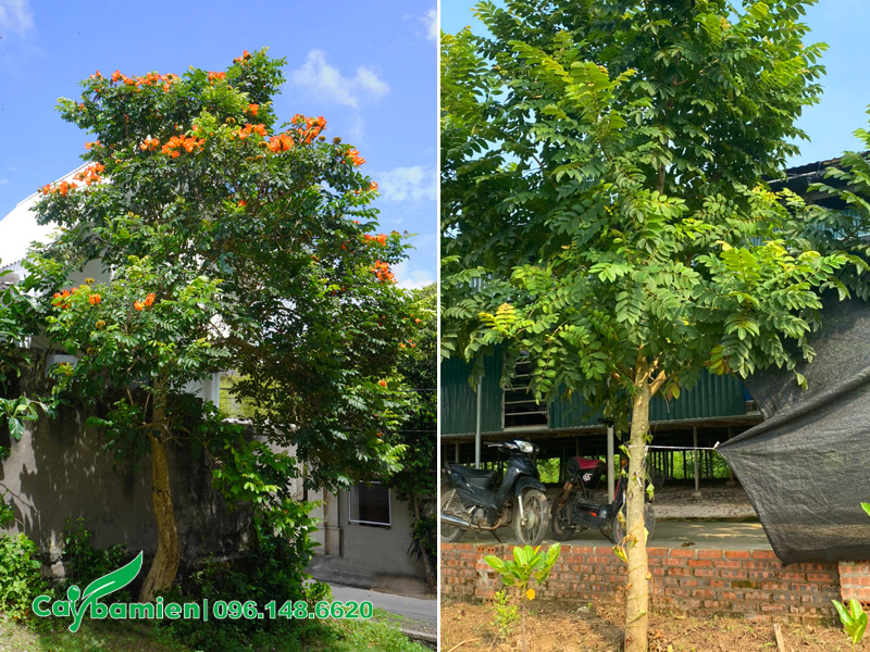 Trồng cây sò đo cam trước nhà ở vị trí thông thoáng