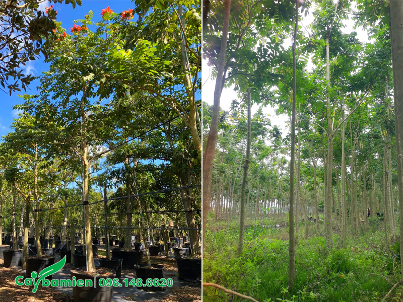 Vườn nuôi trồng cây Sò Đo Cam công trình chiều cao 4 - 5m