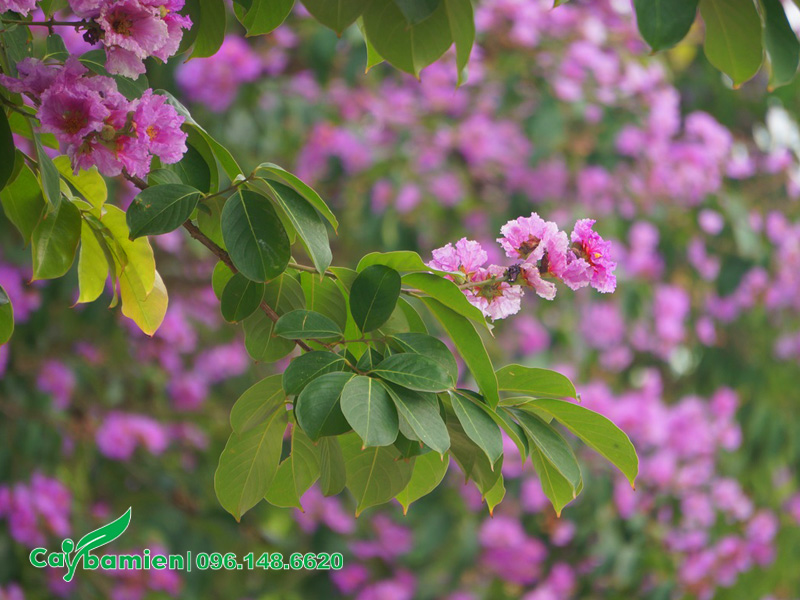 Hoa Bằng Lăng tím tượng trưng cho tuổi học trò