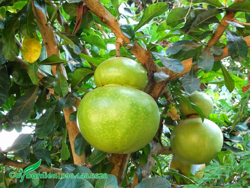 Quả Đào Tiên hình dáng hồ lô tượng trưng cho tài lộc