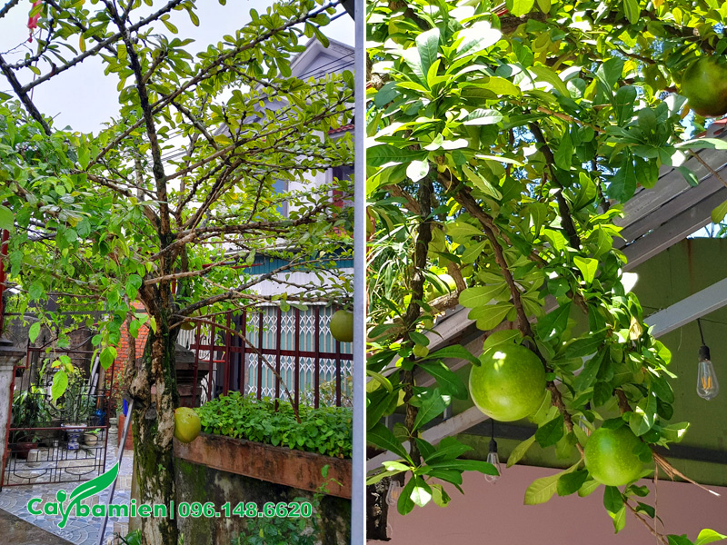 Trồng cây Đào Tiên trước nhà, quả sai trĩu cành