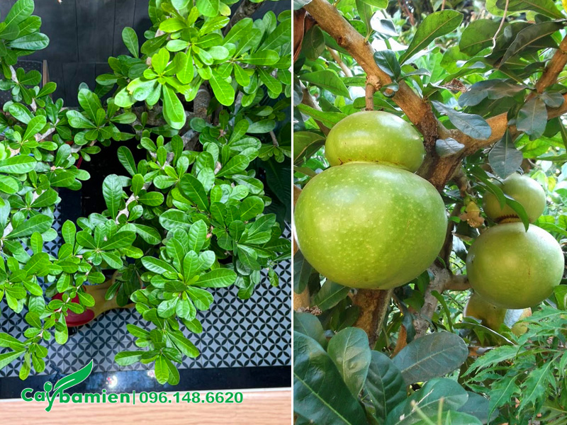 Trồng cây Đào Tiên trong nhà gia tăng phong thủy cho không gian sống