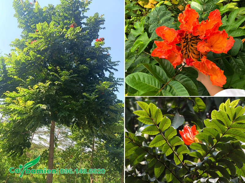 Vẻ đẹp của cây Sò Đo Cam trồng trước nhà