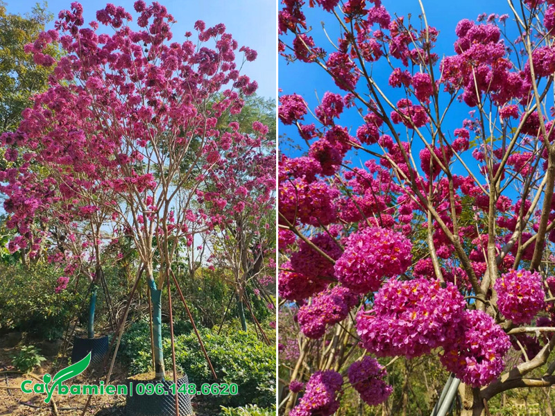 Trồng cây phong linh tím trước nhà, chọn loại siêu hoa, nở nhiều và đẹp
