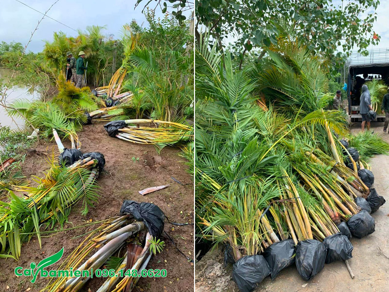Hành chục khóm cây cau vàng cao hơn 2m vừa mới bứng và bọc bầu cẩn thận