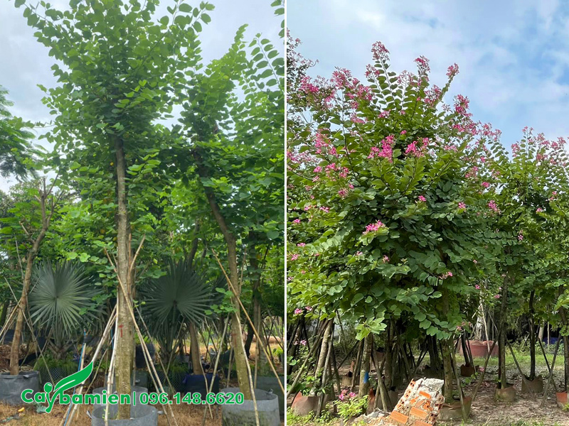 Vườn dưỡng ủ cây hoa ban tím công trình chiều cao 4 - 5m