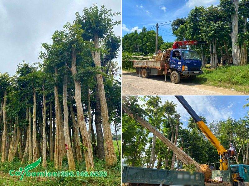 Dùng cần cẩu để nâng những cây săng lẻ cổ thụ lên xe