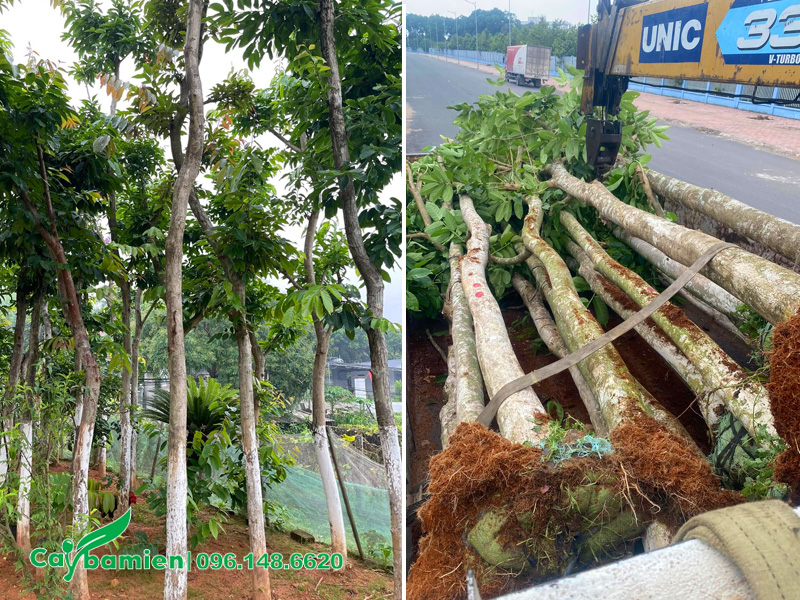 Cung cấp cây bằng lăng trồng đường phố với số lượng lớn, chiều cao 6 - 8m