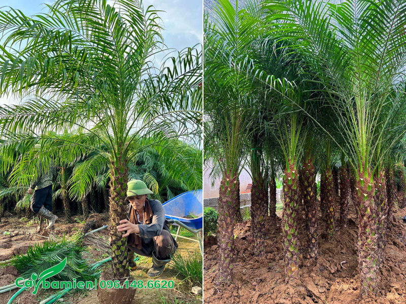 Bứng bầu số lượng lớn cây cau nga mi, lóng thân cao 1m