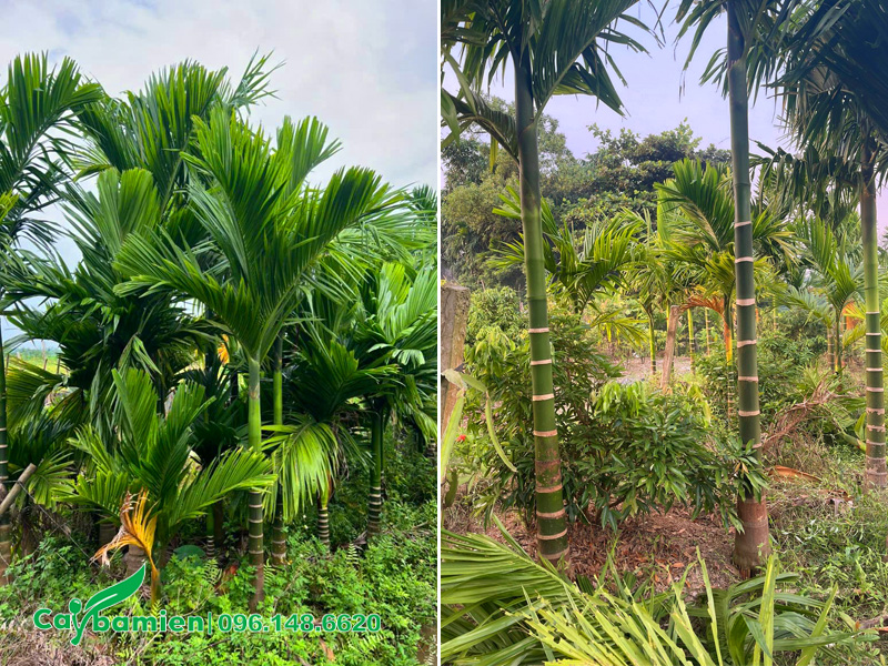 Vườn ươm cây cau giống có đủ kích thước lớn nhỏ, giống cau ta chuẩn