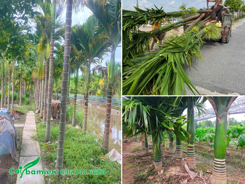 Nhà vườn nuôi trồng câu cau tại Hưng Yên của Cây Ba Miền