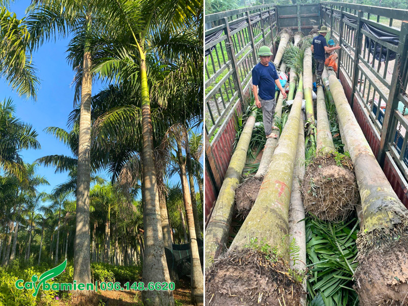 Công nhân đang bứng và di chuyển cây cau vua lên xe, vận chuyển cho khách