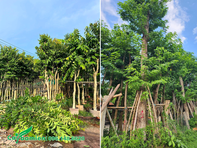 Vườn dưỡng ủ cây công trình số lượng lớn của Cây Ba Miền