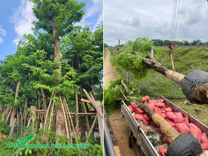 Vườn dưỡng ủ cây giáng hương công trình kích thước lớn