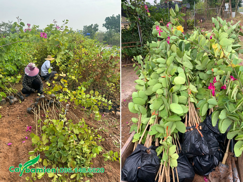 Công nhân đang thu hoạch cây hoa ban tím giống chiều cao gần 1m