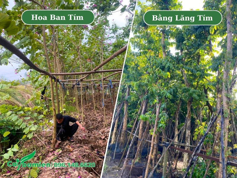 Vườn cây hoa ban tím và bằng lăng tím của Cây Ba Miền tại khu vực miền Bắc