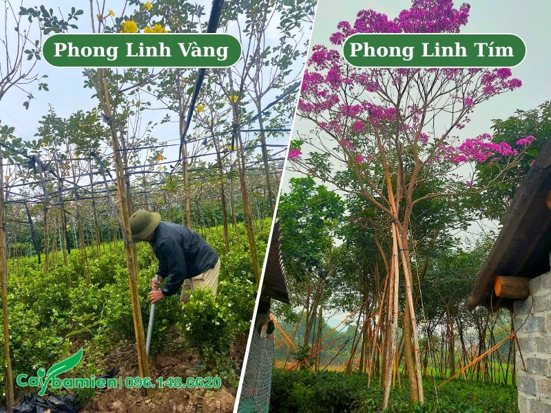 Vườn cây phong linh tím và phong linh vàng đường kính 5 - 8cm
