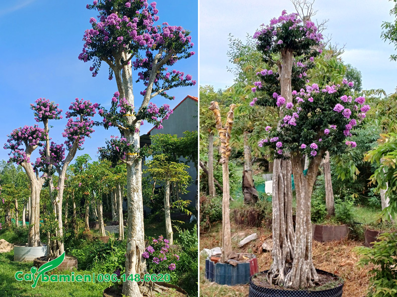 Những cây săng lẻ ghép cành hoa bằng lăng tím chiều cao khoảng 3m