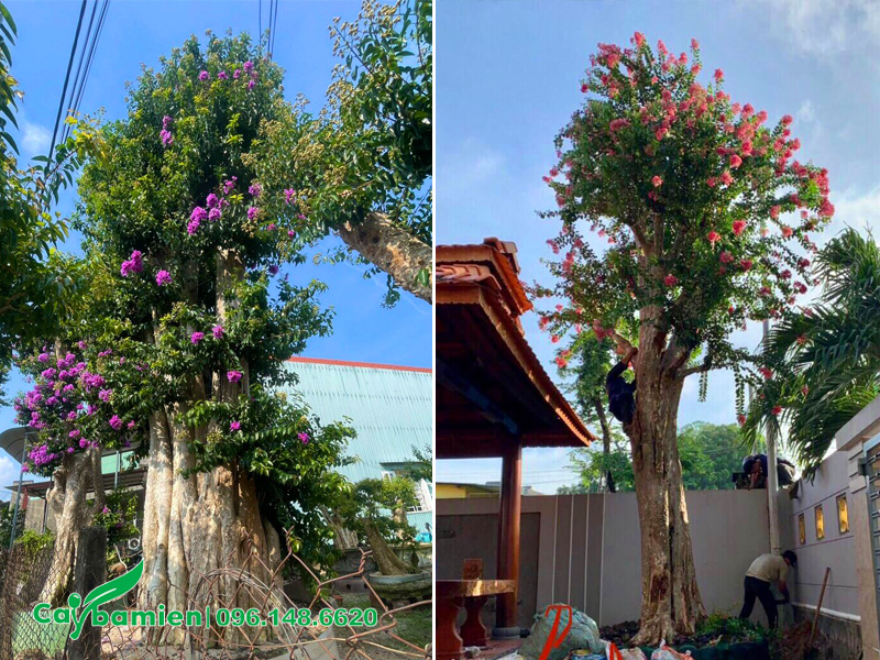 Bán cây săng lẻ ghép tường vi đẹp, cây cổ thụ kích thước lớn trồng sân vườn