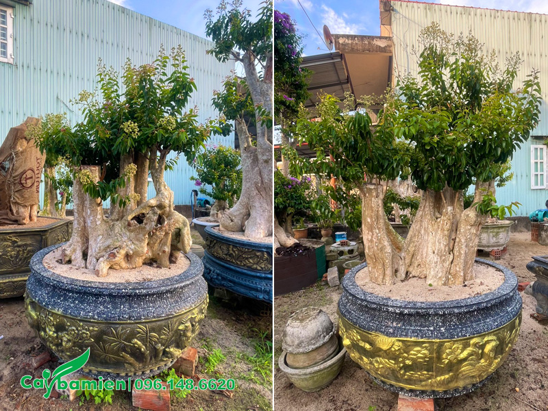 Bán cây săng lẻ trồng chậu cảnh đẹp, đa dạng kích thước