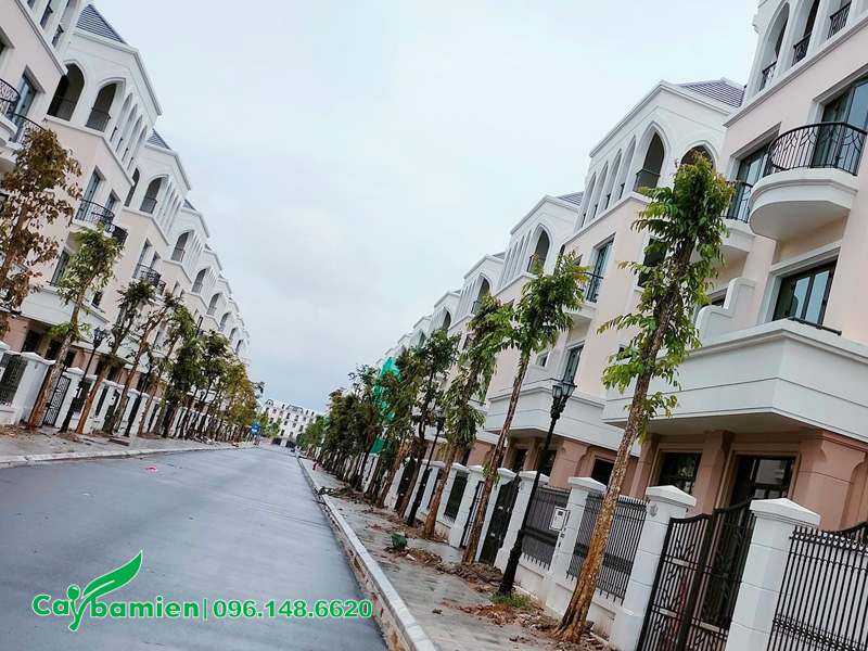 Hàng dài cây săng lẻ mới trồng, chiều cao 5 - 6m