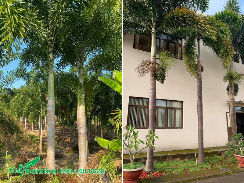 Vườn cau đuôi chồn thoát thân 3 - 4m, trồng trong khuôn viên nhà máy