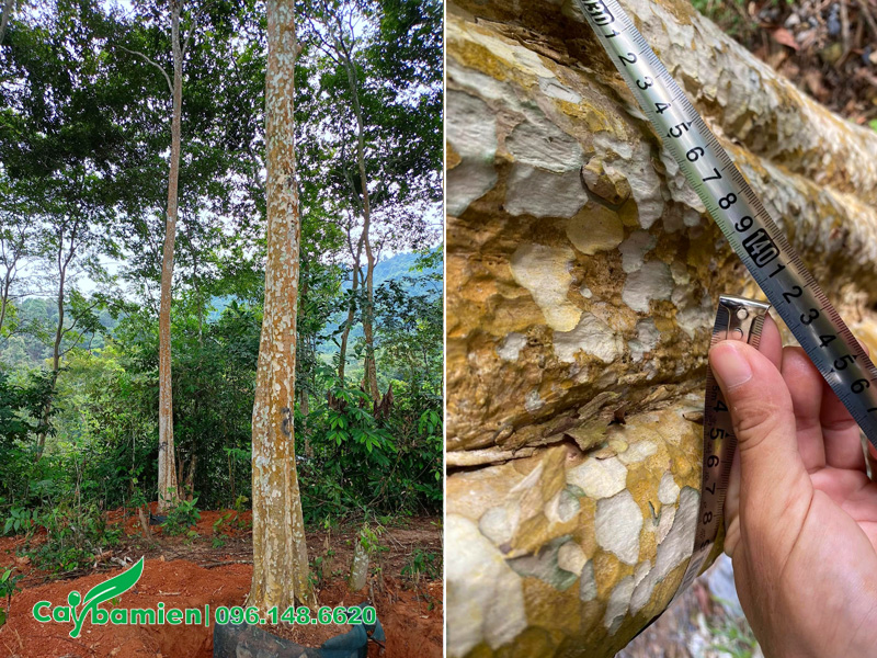 Bằng lăng rừng cao chục mét, vanh hơn 50cm